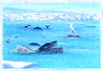 P9 Whales Breaching
